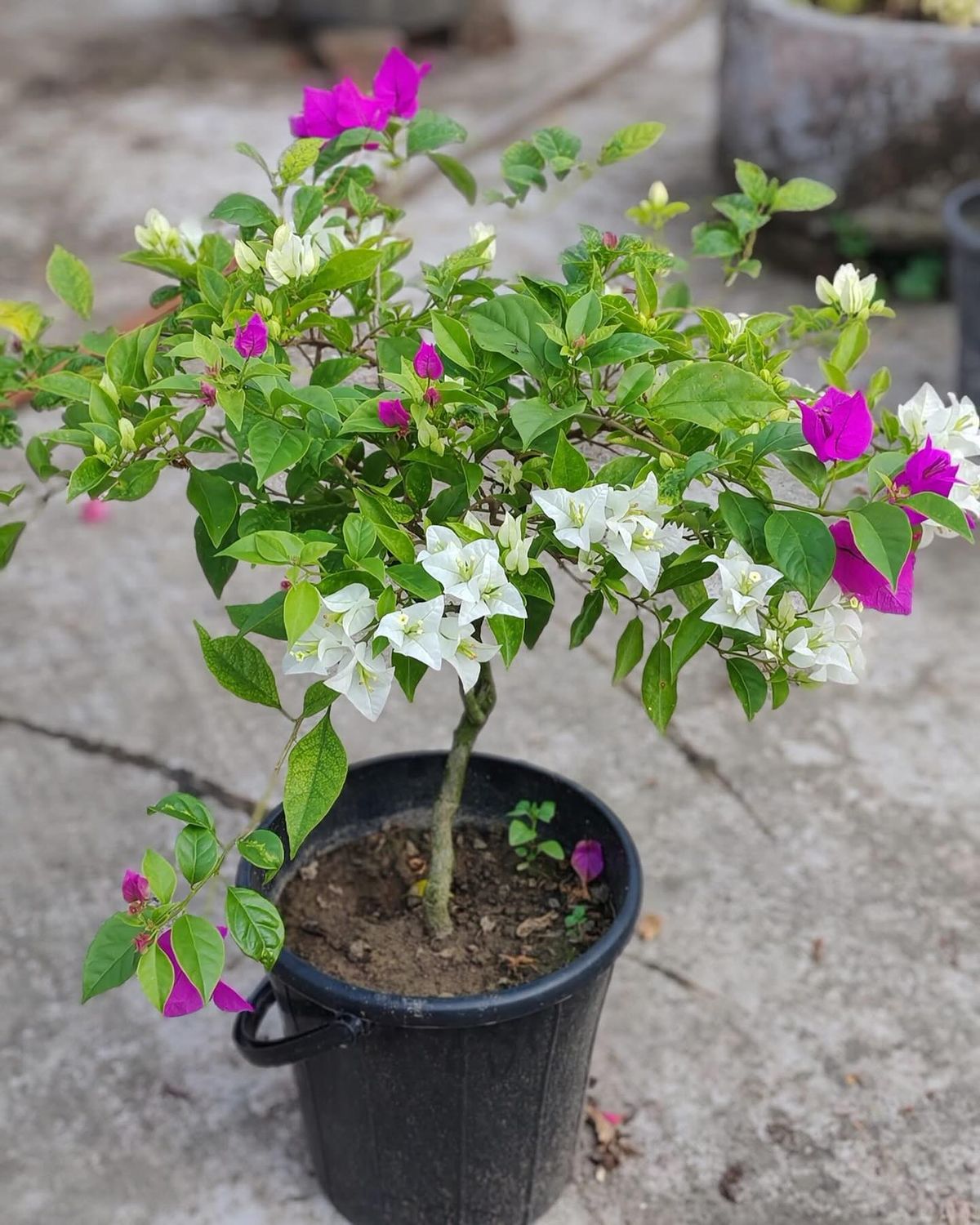 Bougainvillea Pink and White